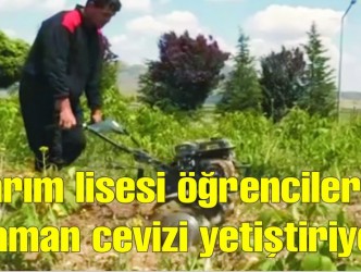 Tarım lisesi öğrencileri  Kaman cevizi yetiştiriyor