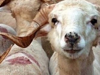 KURBAN BAYRAMI TATİLİ 9 GÜN