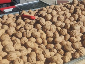 Ceviz Festivali Stand  Başvuruları Başladı
