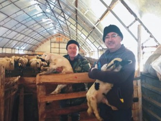 KAMAN’DA HAYVAN SAĞLIĞIİÇİN AŞILAMA VE KÜPELEME ÇALIŞMALARI YAPILDI