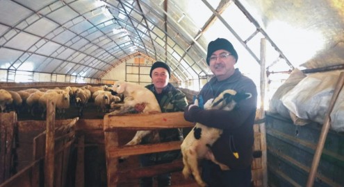 KAMAN’DA HAYVAN SAĞLIĞIİÇİN AŞILAMA VE KÜPELEME ÇALIŞMALARI YAPILDI