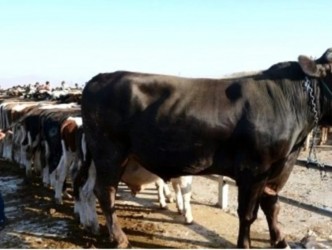 Kaman’da Kurbanlık Kesim Alanları Açıklandı